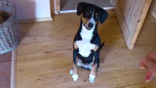 Entlebucher Sennenhund \