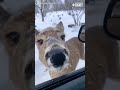 Friendly deer greets woman through car window