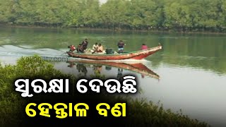 Reporter Special: How Mangroves Protect Coastal Areas Of Astaranga In Odisha || KalingaTV