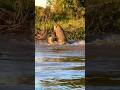 Jaguar kills a caiman and eats it for lunch! Bon appetite, king! #pantanal #brazil #wildlife #jaguar