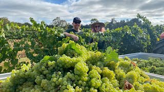 What happens on Picking Day at a winery? Glandore Estate, Hunter Valley