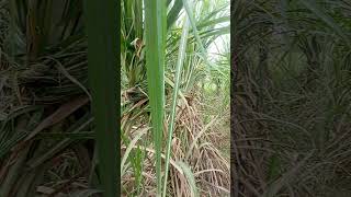 Sugarcane variety CO 0118