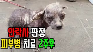 멍멍이삼촌 피부병으로 안락사 판정받은 강아지 2주 관리후...