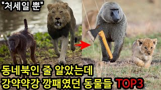 동네북인 줄 알았는데 강약약강 깡패였던 동물들 TOP3