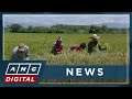 Envoy assures PH of stable Vietnam rice exports despite El Niño | ANC