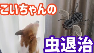 虫はムリ！！こいちゃんに退治をお願いしてみたんだけど、、🐞コーギーのこぎ郎