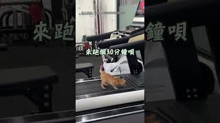 【大橘不重】貓咪自己按跑步機 自律運動驚呆旁人!｜貓｜跑步機