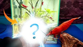 Breeding CHERRY SHRIMPS \u0026 Feeding Fresh Vegetables | Aquatic Bonsai