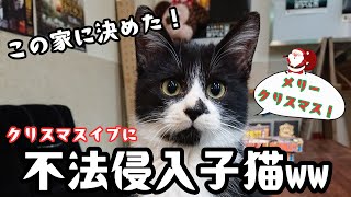 クリスマスプレゼントはぼくです！クリスマスイブに猫窓から侵入してきて住み着いた子猫