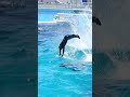 ラビーと匠のキレキレパフォーマンス shorts 鴨川シーワールド スカイロケット シャチパフォーマンス kamogawaseaworld orca killerwhale