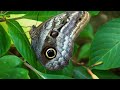 Wildlife - Just Insects  Free Documentary Nature