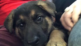 8 Week old German Shepherd meets Grandpa