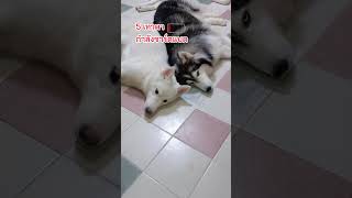 1 ชม.ที่สามารถทำอะไรได้เยอะ 🤣😄#ไซบีเรียนฮัสกี้  #ไซบีเรียนที่ชื่อฮาเธอร์ #siberianhusky #สุนัข #dog