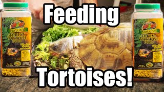 How to Feed Zoo Med Natural Tortoise Food!