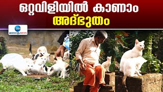 Ernakulam | പല്ലിയെ പോലും പിടിക്കില്ല; ഇത്ര അലസരായ പൂച്ചകളുണ്ടോ ?  കാരണമുണ്ട്!