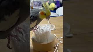 綿棒出しちゃう！オカメインコ#オカメインコ #オカメインコのいる暮らし #オカメインコのこくようくん