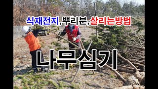 나무심는방법 소나무이식 2일차 식재전지 나무뿌리분뜨기 소나무살리기 등에 대하여 알아보겠습니다