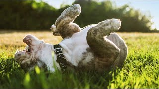 Good Question: Why Does My Dog Do That?