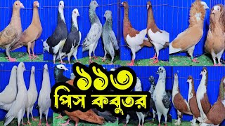 সবচেয়ে কমদামে ১১৩ পিস পাল্লা করা হাইফ্লায়ার গিরিবাজ,রেসার কবুতর কিনুন | খামারিদের কথা | Pigeon |