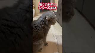 ネコ動画#shorts#スコティッシュフォールド #ホラー#cat #猫のいる暮らし #猫好きさんと繋がりたい