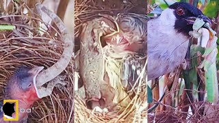 23 TOP MOMENTS WHEN BABY BIRDS WERE FEED BIG FOOD