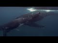 discover the majestic humpback whales a relaxing whale documentary