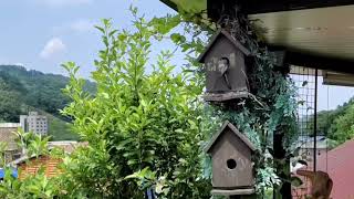 박새의 육추 활동 (Feeding Activities of Korean great tit)