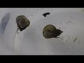 introduction to japanese trapdoor snail meet viviparus malleattus