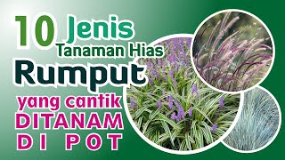 10 Jenis Tanaman Hias Rumput yang Cantik Ditanam di Pot