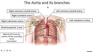 Blood vessels 7