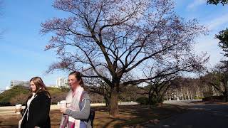 新宿御苑　桜の季節が始まる　咲き始めの寒桜　2020.2.19　13