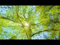 🍃 nature sounds and stress relieving music that will soothe your mind when you listen to them