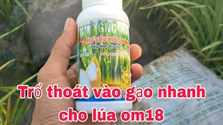 Phun cử lẹt xẹt giúp lúa trổ nhanh vào gạo sớm