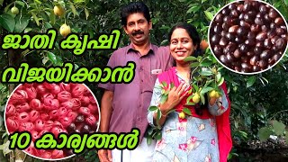 ജാതി കൃഷി ലക്ഷങ്ങൾ വരുമാനം നേടാം Nutmeg Farming  Nutmeg Cultivation