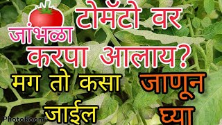 🍅 टोमॅटो करपा कसा कमी करायचा,टोमॅटो करपा उपाय,टोमॅटो जांभळा करपा उपाय ,टोमॅटो करपा नियंत्रण,#टोमॅटो