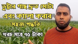 ভুট্টার গাছ দ্রুত মোটা এবং কালো করার সহজ পদ্ধতি।বিঘা প্রতি খরচ ৭৫ টাকা।Mn Nilufa official