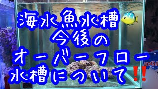 海水魚水槽🐠　今後のオーバーフロー水槽について‼️