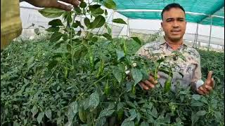 এক বছরে মরিচ গাছের উচ্চতা হয়েছে ৬ ফিট। দশ শতক পলি হাউসে মরিচ চাষে লাভ হয়েছে ৪ লাখ।