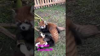 Red Panda cute Lesser Panda lovely It's so cute that I can't hold it