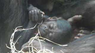 Баноба. Bonobo.