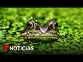 Planeta Tierra: Ciertos anfibios pudieran desaparecer | Noticias Telemundo