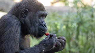 El gorila Félix cumple 5 años y lo celebra junto a su familia en BIOPARC Valencia 🦍