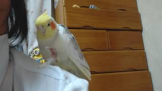 自分の羽で一人遊びするオカメインコ【シナモン】