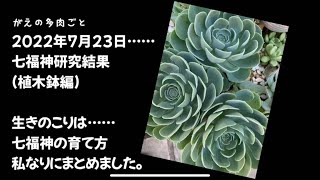 七福神、夏場乗り越える作戦、育て方レポ(植木鉢編)⑱