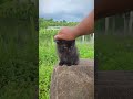 How To Train Your Dragon - Head Touch Challenge