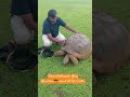 மொரிசியஸ் தீவு 125 வயது ஆமை | Mauritius island 125 Old Turtle