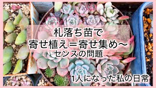 [多肉植物]札落ち苗で寄せ植え〜＝寄せ集め〜なんで名札なくなるんやろな…^_^1人になった私の戯言