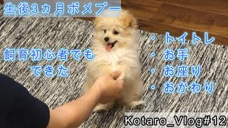 #12 【生後3か月】ポメプーの子犬期にやってよかったこと