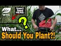 Best Food Plot For YOU To Plant