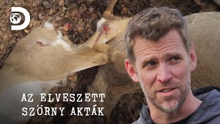 Ezeket a szarvasokat szétszaggatták! | Az elveszett szörny akták